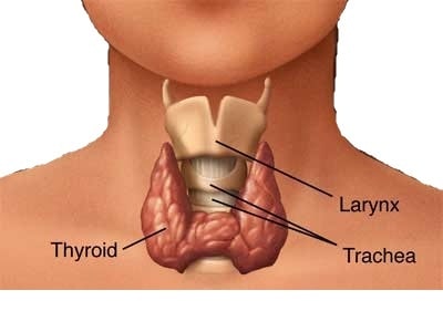 Diet for a Healthy Thyroid|Craving Something Healthy
