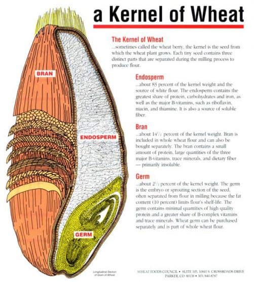 parts of a kernel of wheat